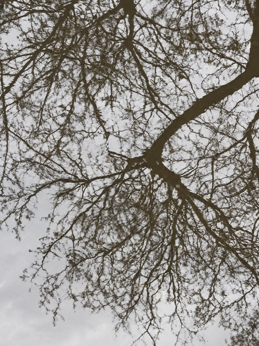 Bare tree branches reflected in calm, still water.